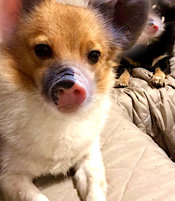 inneren schweinehund überwinden besiegen